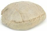 Oligocene Fossil Tortoise (Stylemys) - South Dakota #235563-2